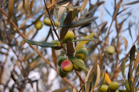 olives-provence-huile