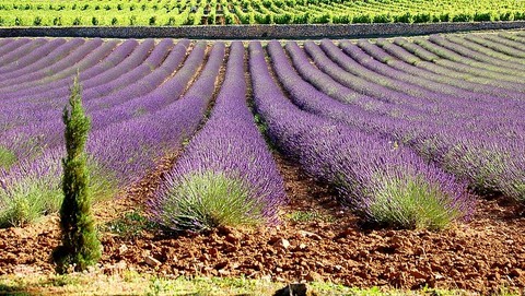 lavande-vin-rose-provence