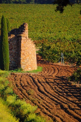 vignoble-provence-rose