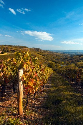 vignoble-savoie