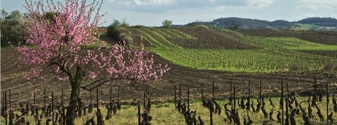 vignes-aquitaine