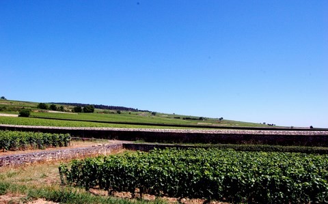 clos vougeot - domaine romanée conti