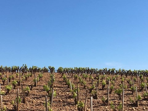 femmes-vins-france