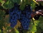 cabernet-sauvignon cabernet franc merlot 